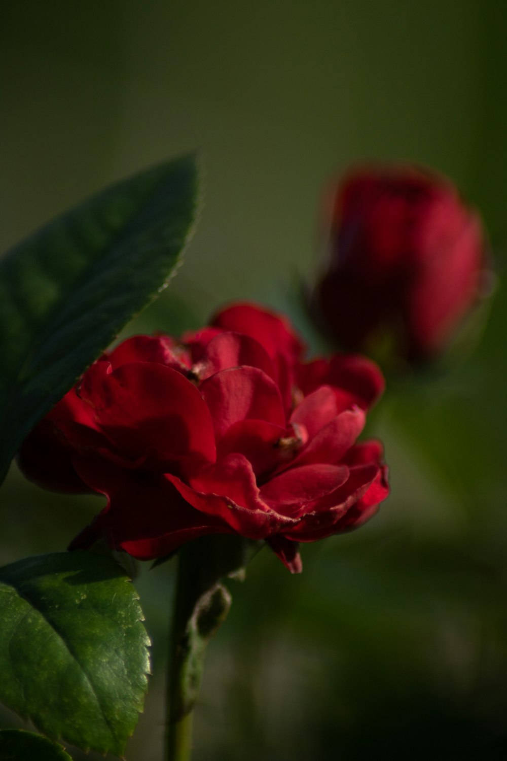 a close up of a red flower with green leaves