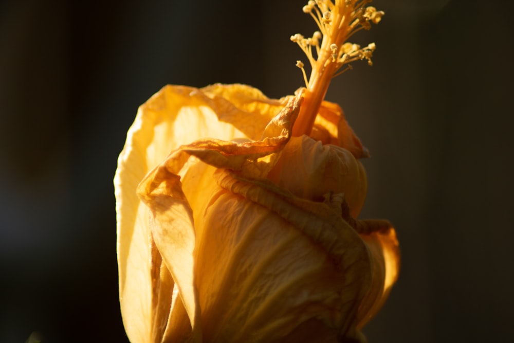 a close up of a flower with a blurry background