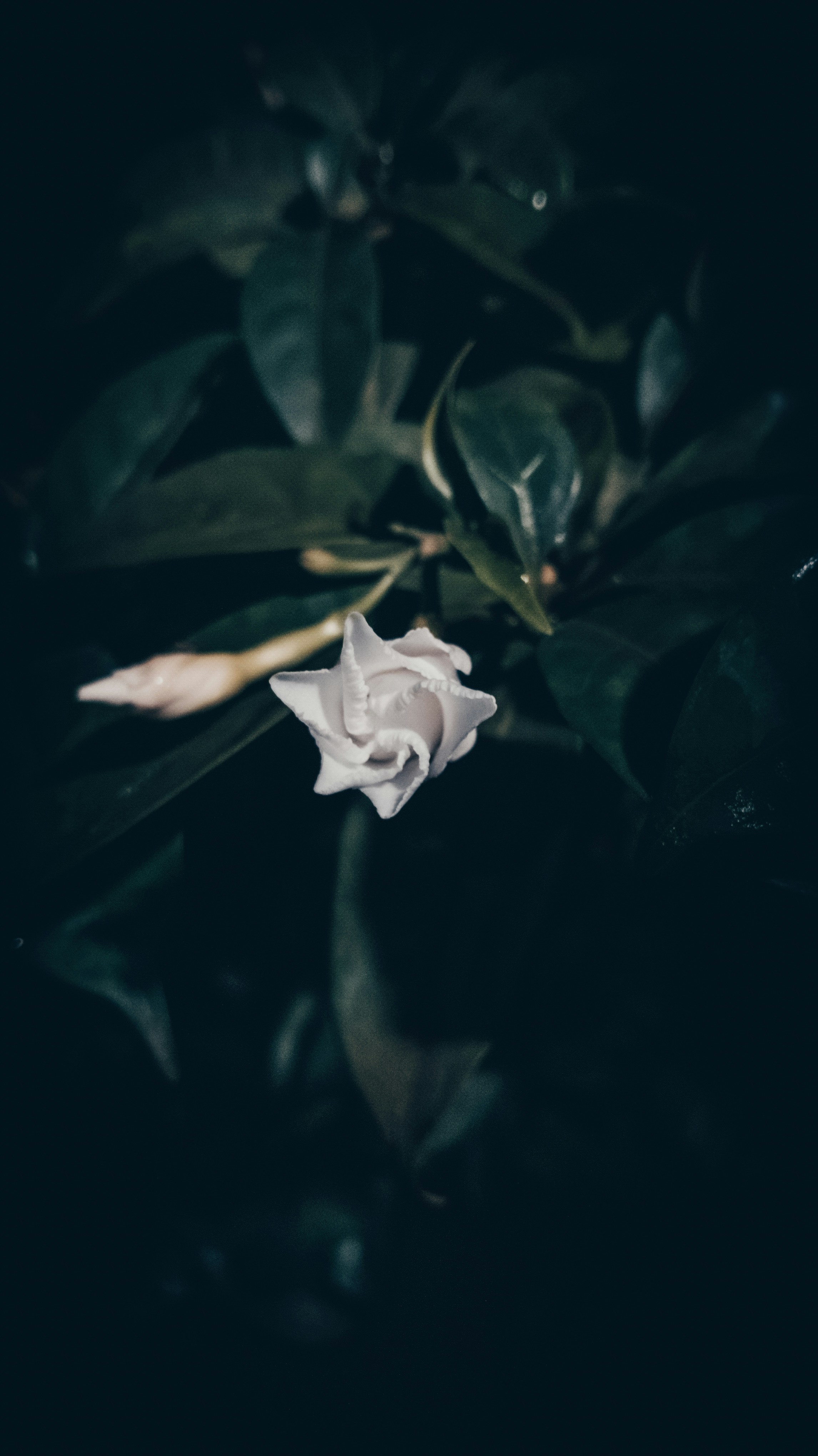 Photo by mjstudio246