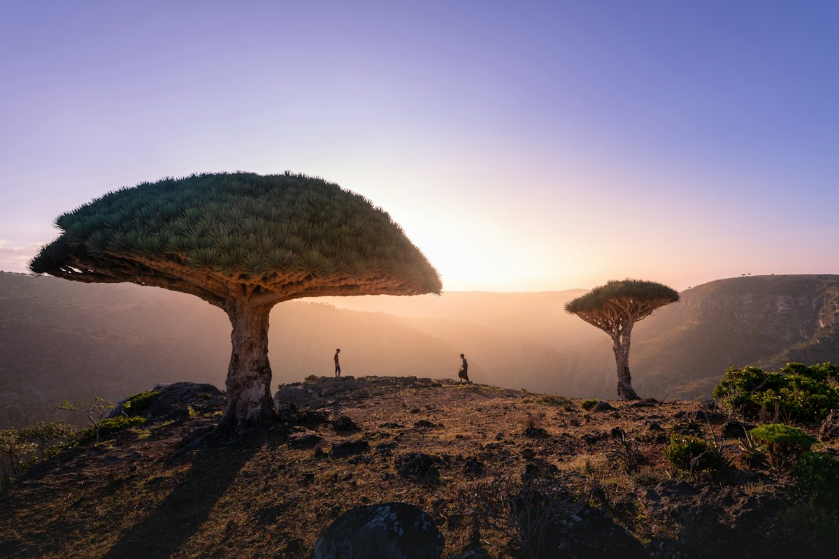 Two dragon's blood trees on a rocky ridge at sunset: the nearer one is enormous, its thick trunk branching into a dense umbrella-shaped crown, and the further one smaller. Two human figures stand on the ridge, giving scale. Behind them the slopes of a wide gorge fall away into golden light, under a purple-blue sky