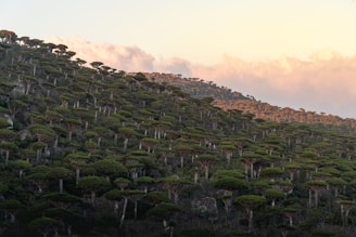 Photographers capturing the vibrant colors of Socotra’s dragon blood trees at sunrise.