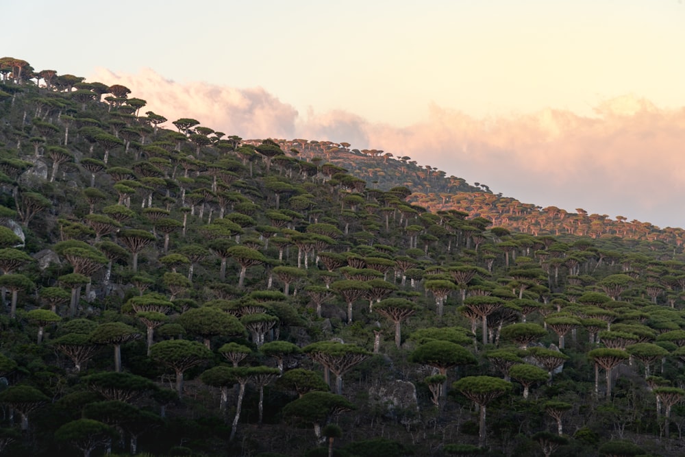 a hillside covered in trees under a cloudy sky