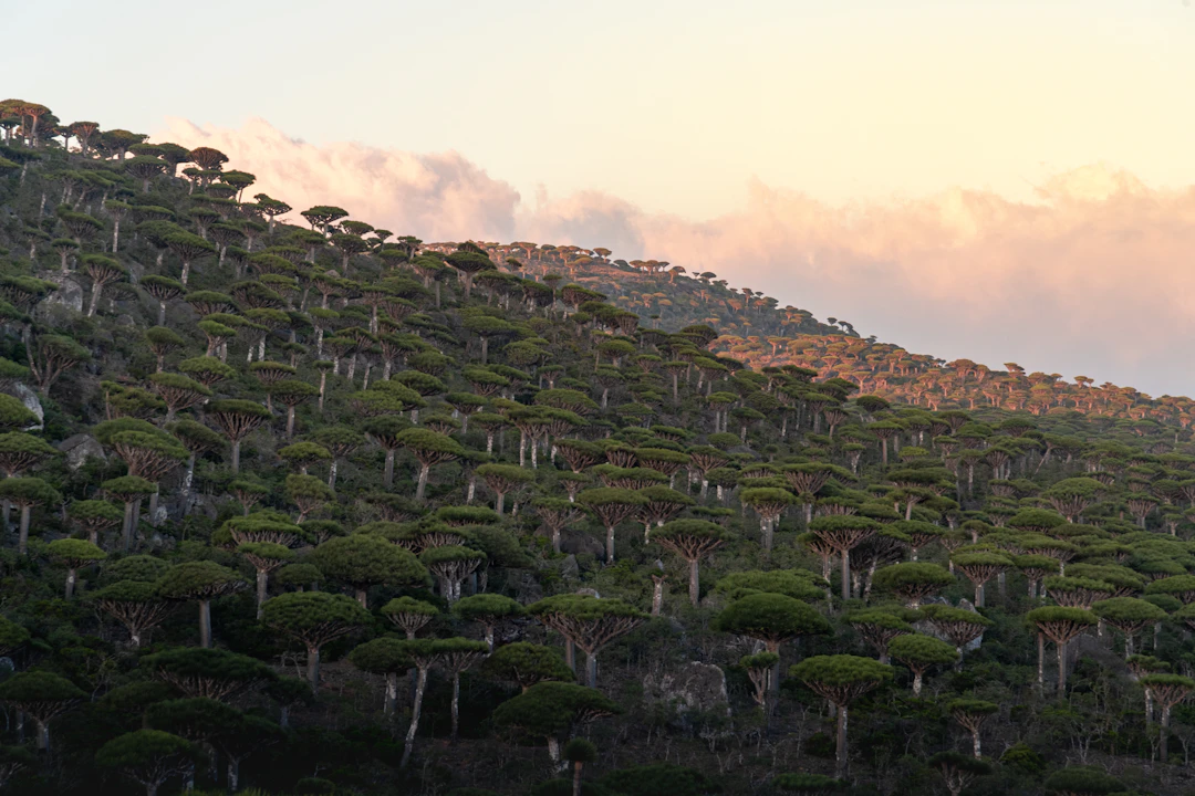 5-Day Luxury Socotra Itinerary: Dragon Trees & Private Tours