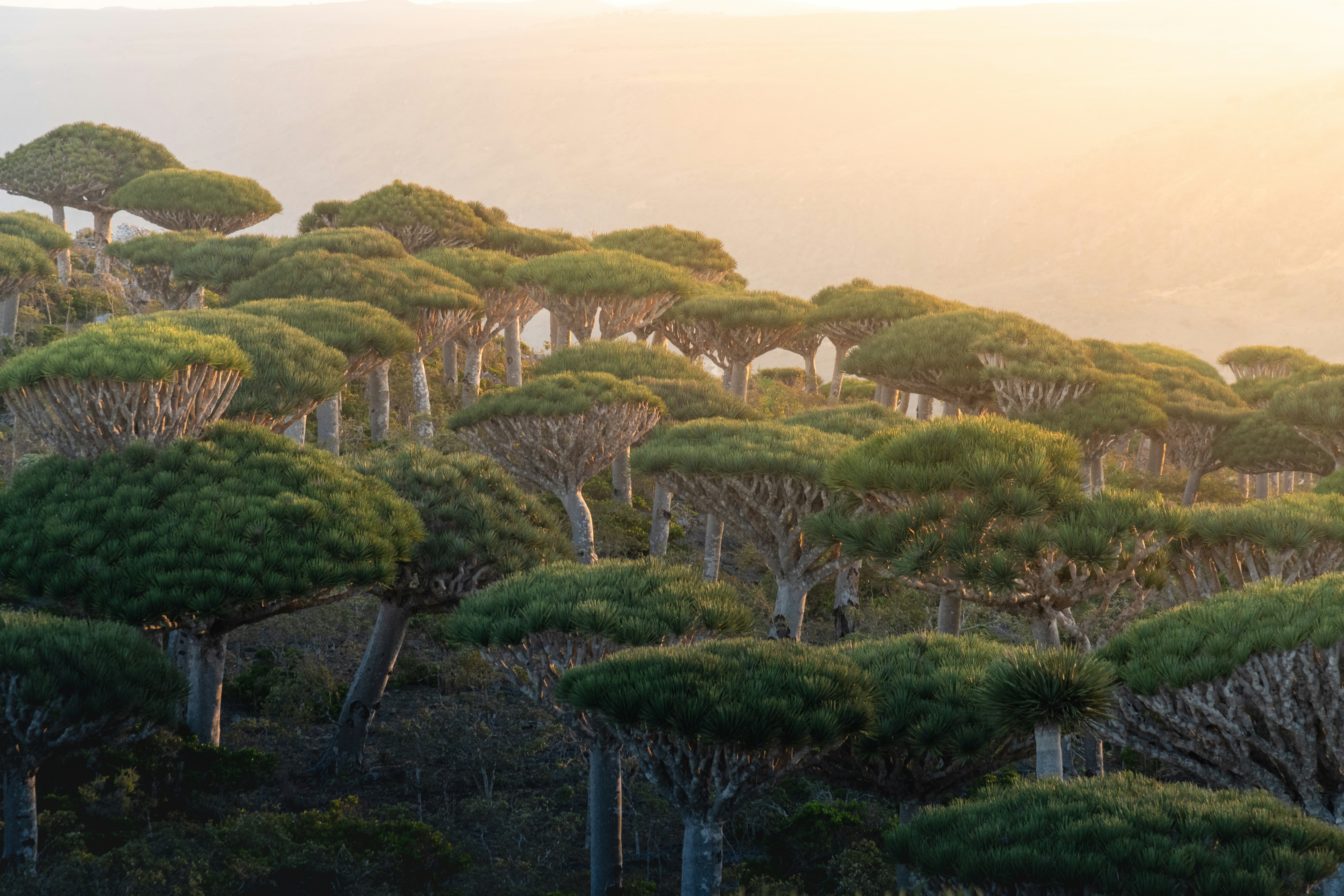The Dragon Blood Trees can only be found on Socotra island. They form surreal landscapes and make you feel like in the time of dinosaurs.