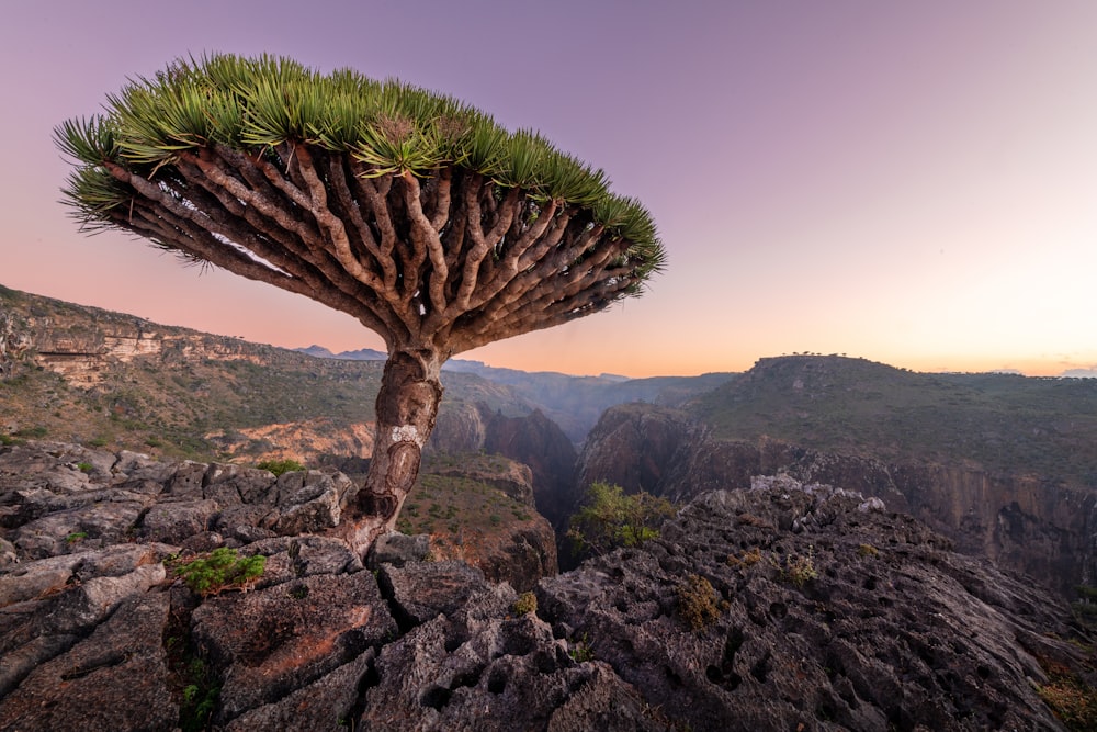 a very tall tree on top of a rocky hill