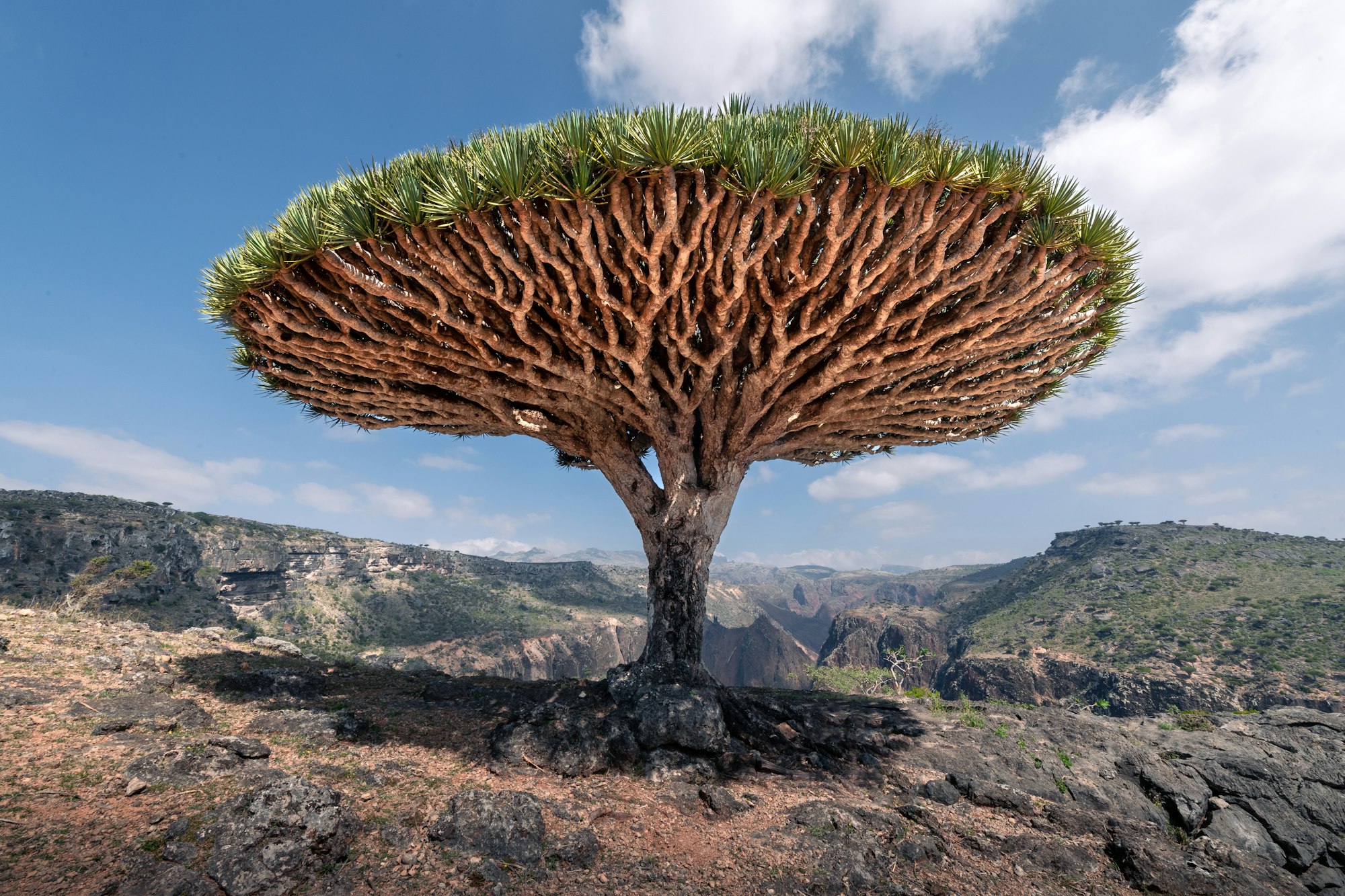 The Dragon Blood tree is native to the Socotra archipelago, part of Yemen, located in the Arabian Sea. It is named after the blood-like color of the red sap that the trees produce.