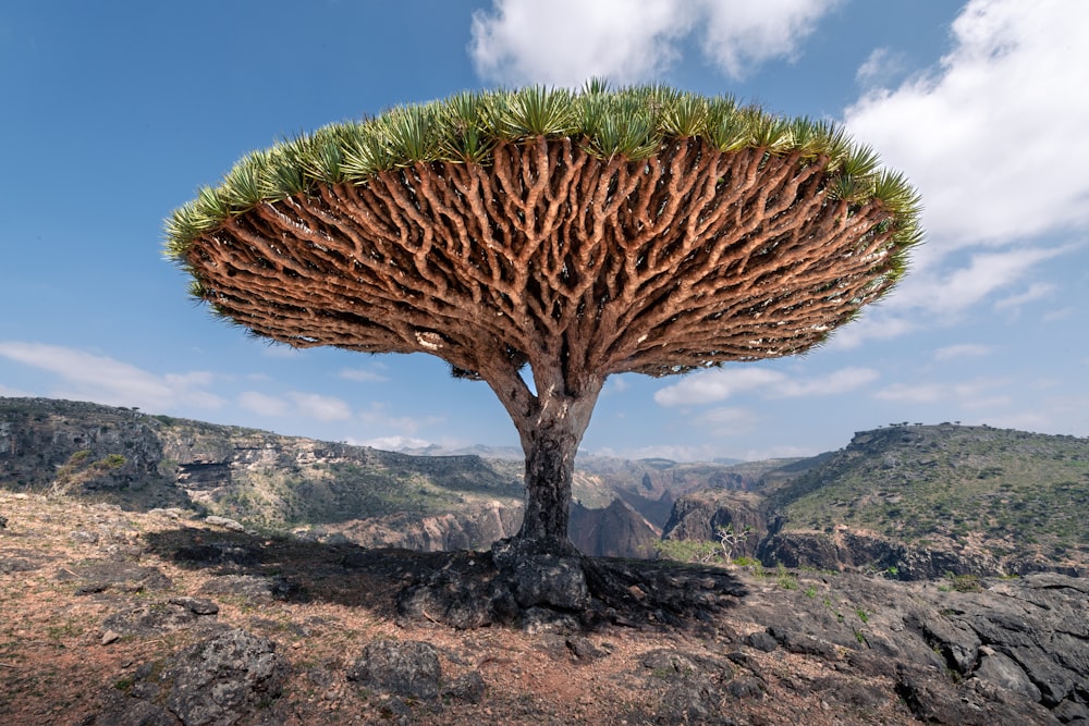 a strange looking tree in the middle of a rocky area