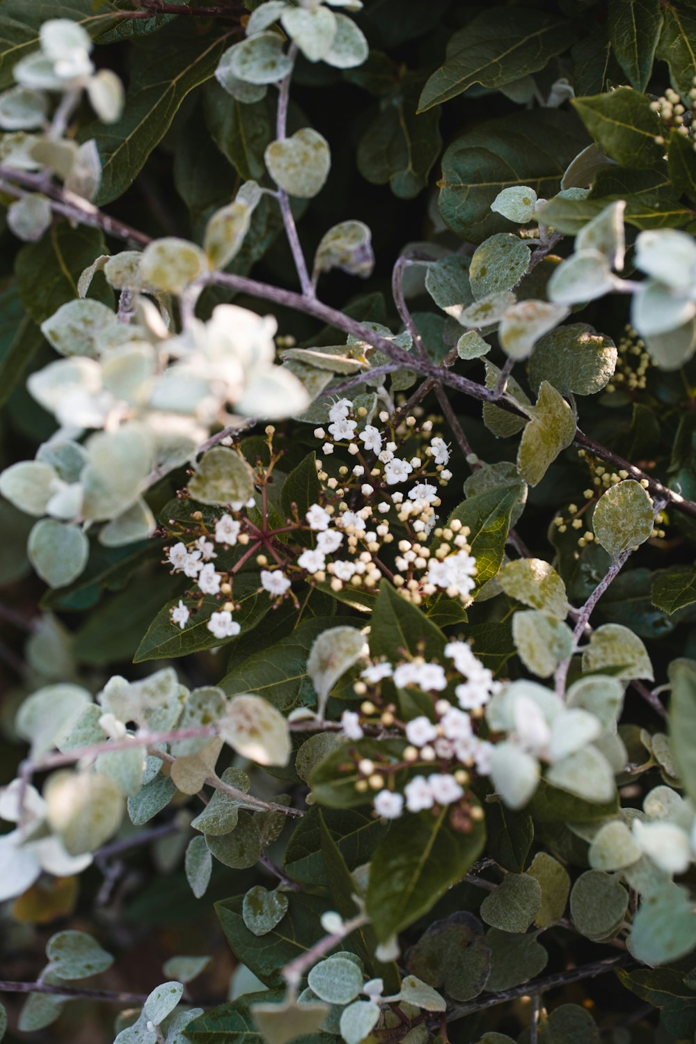 a bush with white flowers and green leaves