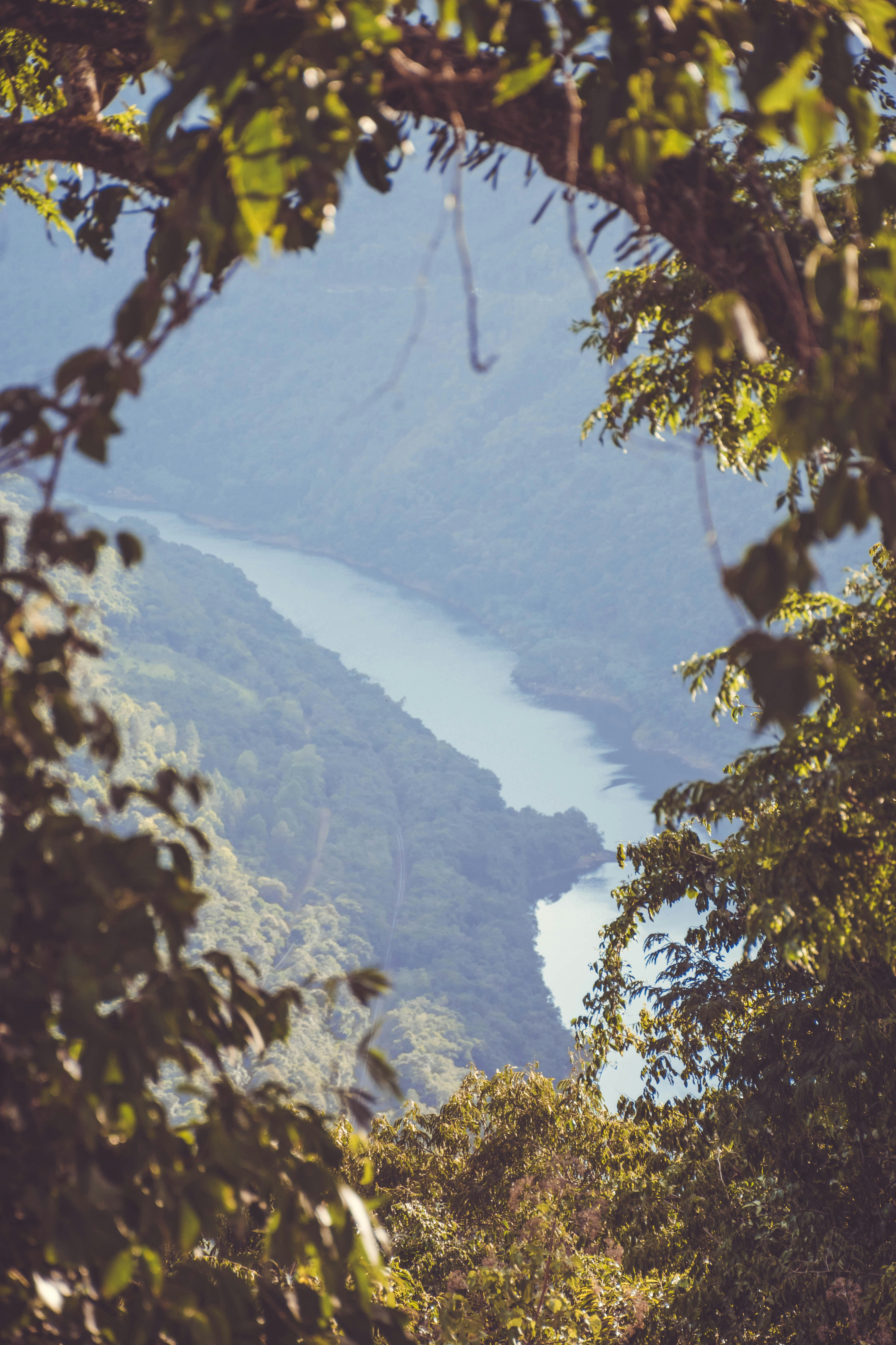 River Through Some Trees