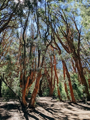 a forest filled with lots of tall trees