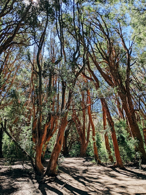a forest filled with lots of tall trees