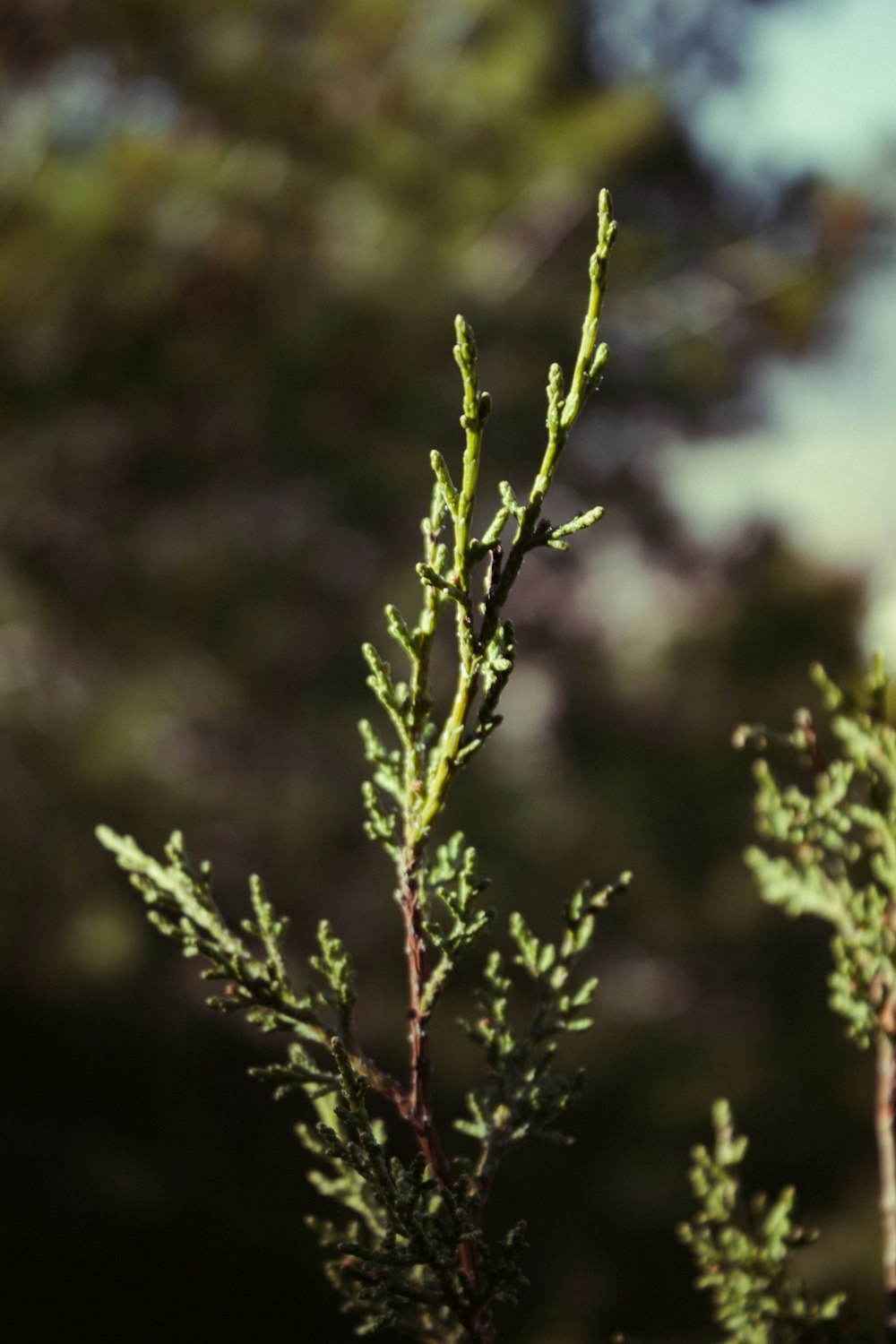 a close up of a tree branch with a sky in the background