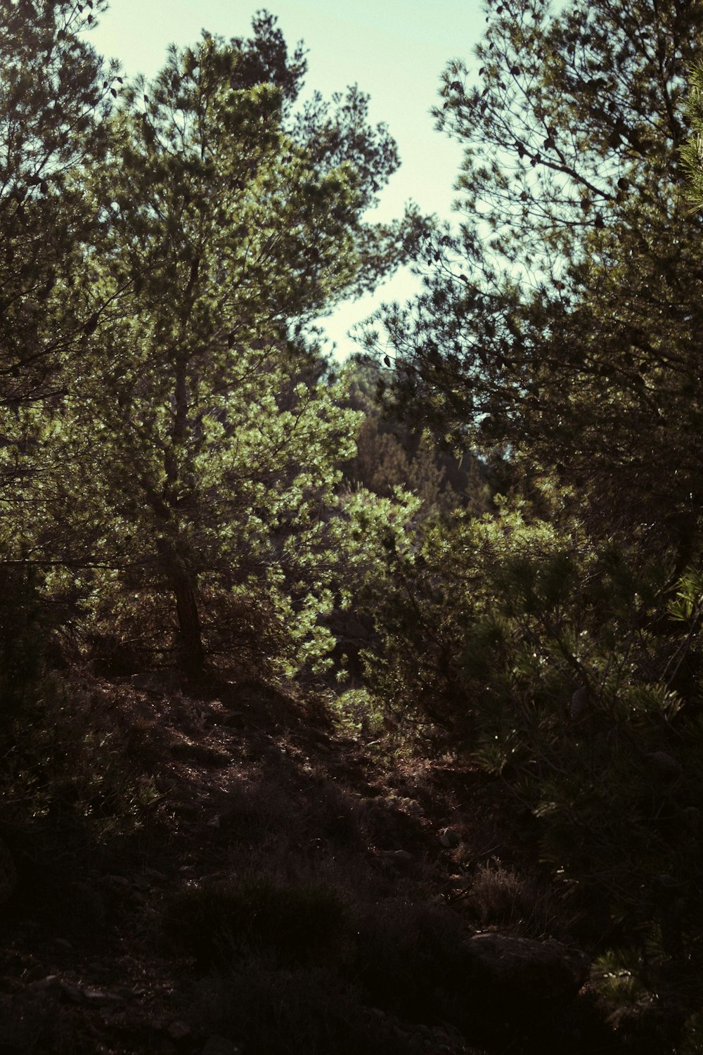 a forest filled with lots of green trees