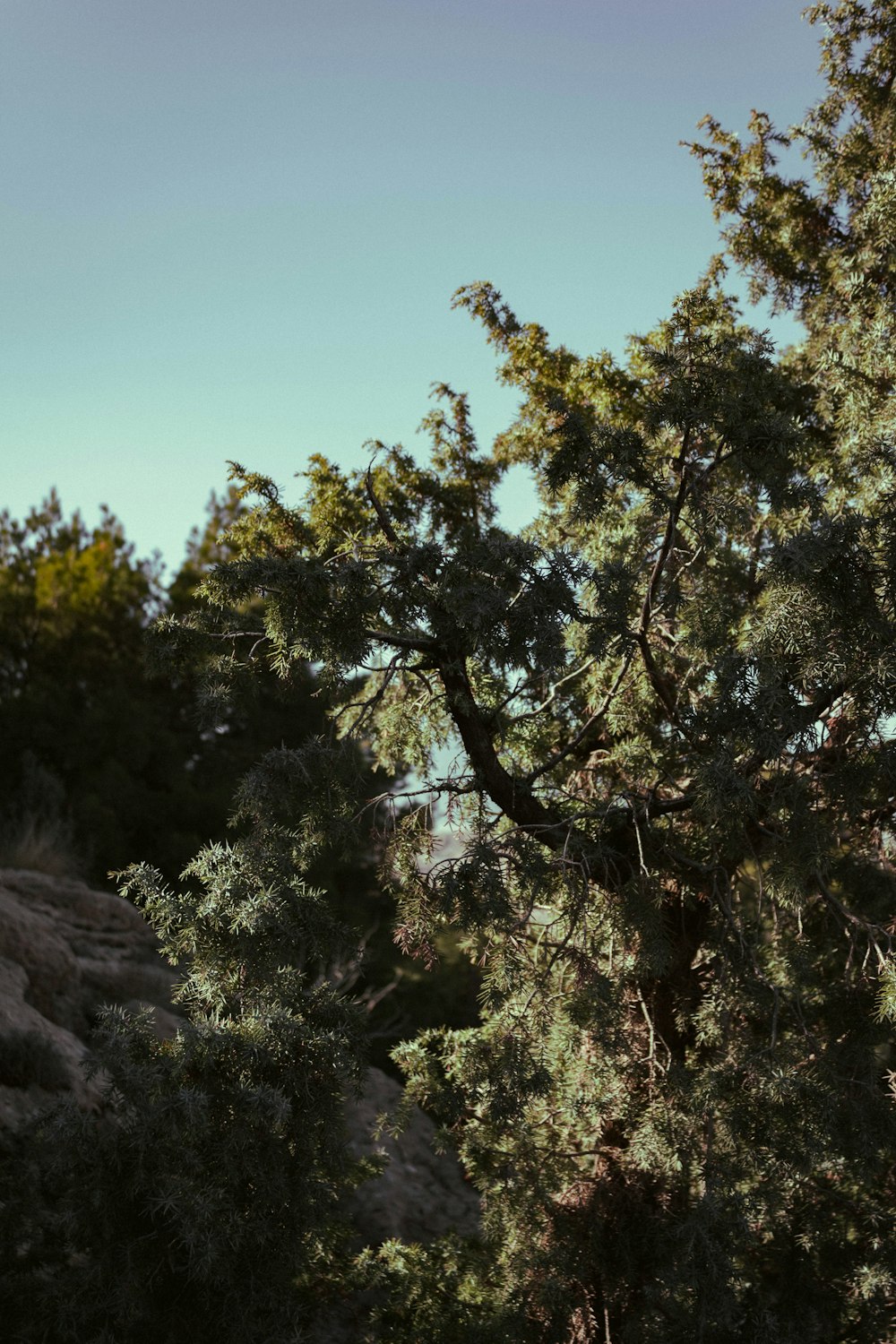 a giraffe standing in the middle of a forest