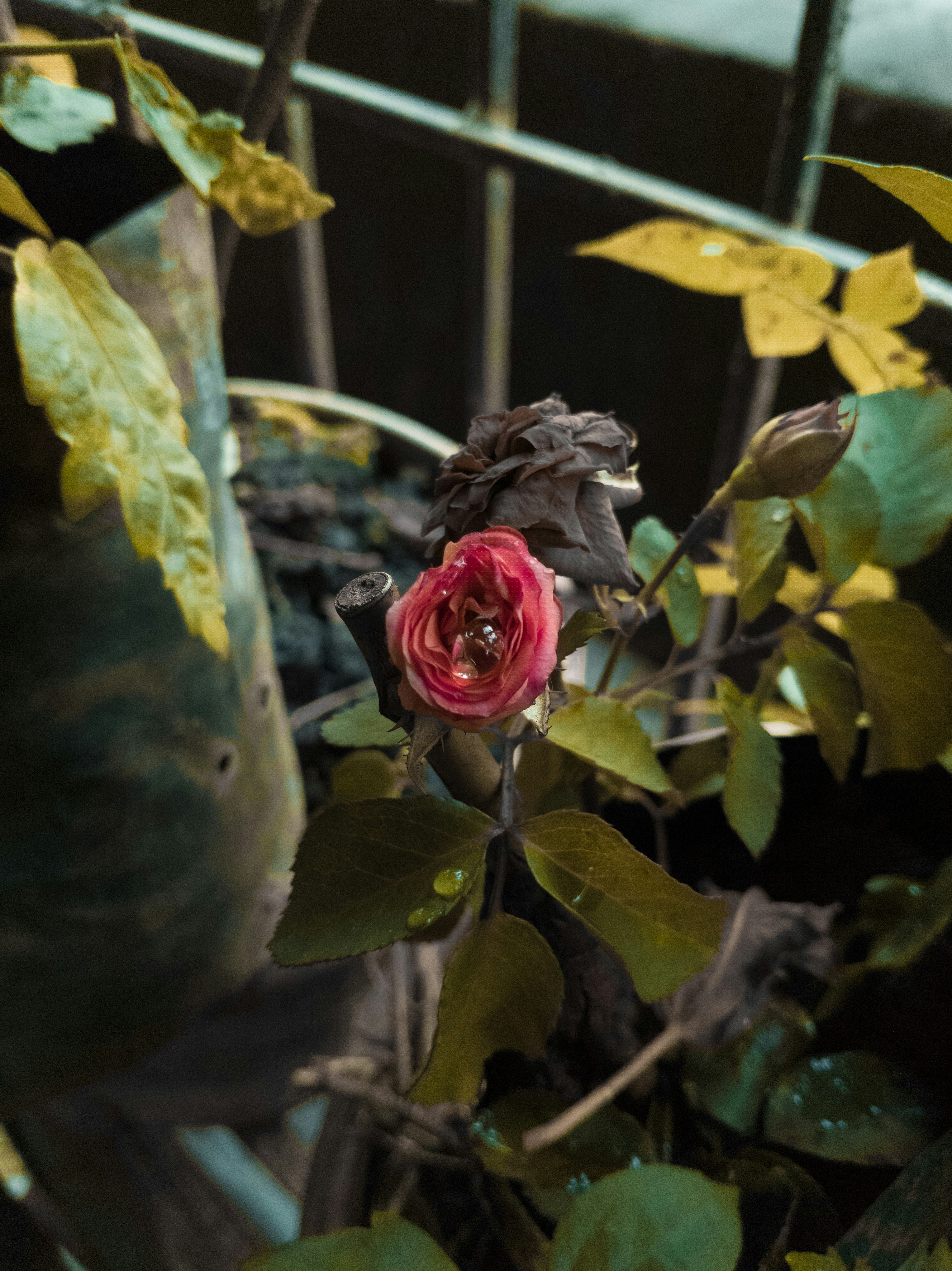 Photo by mjstudio246