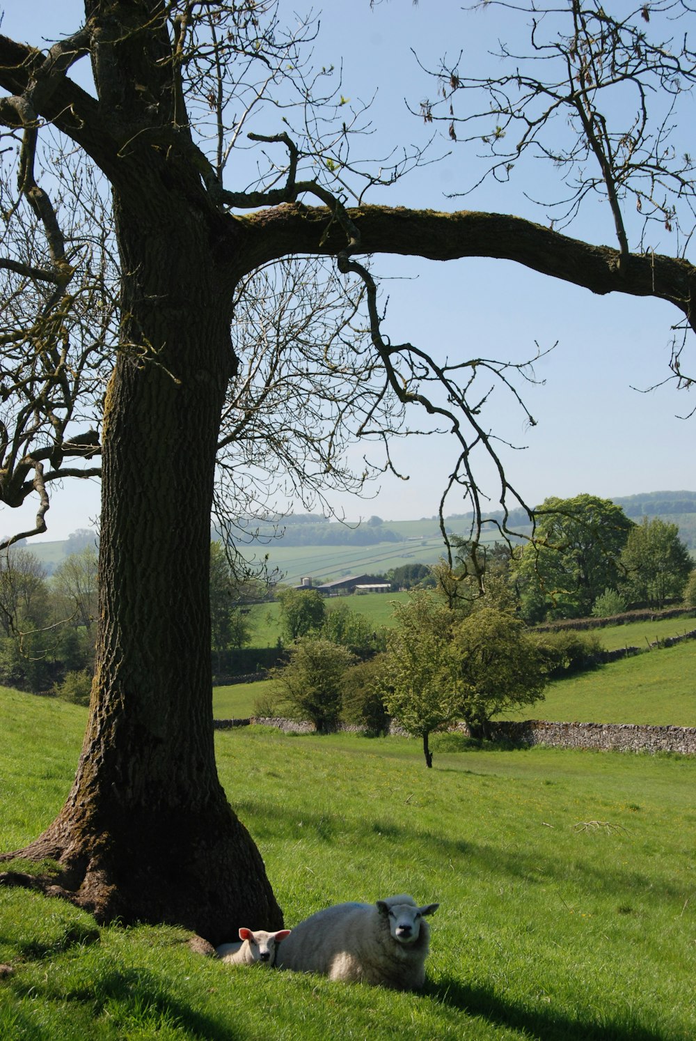 a sheep laying under a tree in a field