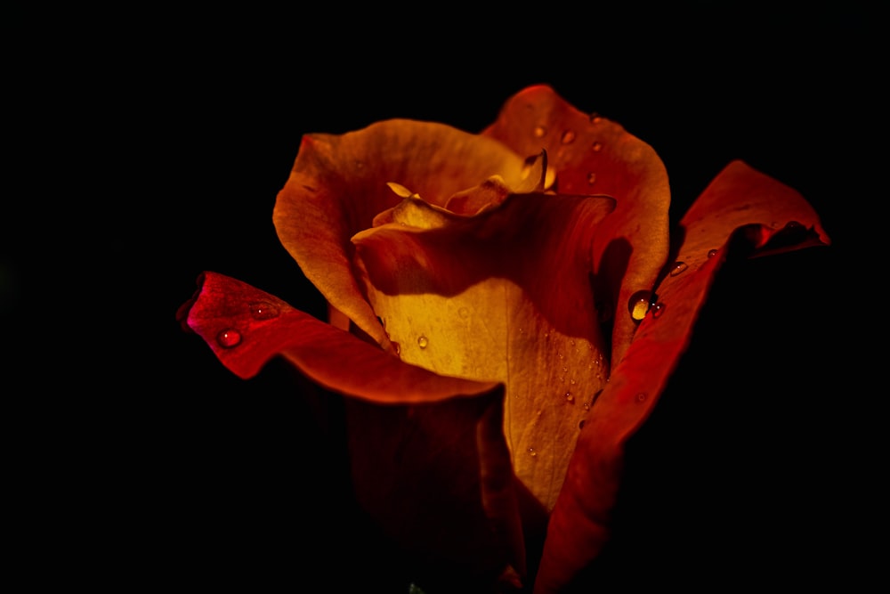 a close up of a red and yellow flower