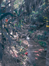 A peaceful cedar steam barrel set against a backdrop of lush forest greenery.