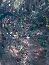 A tranquil forest setting with a small stream flowing through lush greenery. Large trees with thick foliage surround a wooden cabin nestled among the trees. The area is rich in natural vegetation with various plants and ferns.