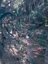 A tranquil forest setting with a small stream flowing through lush greenery. Large trees with thick foliage surround a wooden cabin nestled among the trees. The area is rich in natural vegetation with various plants and ferns.