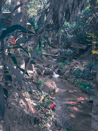 A tranquil forest setting with a small stream flowing through lush greenery. Large trees with thick foliage surround a wooden cabin nestled among the trees. The area is rich in natural vegetation with various plants and ferns.
