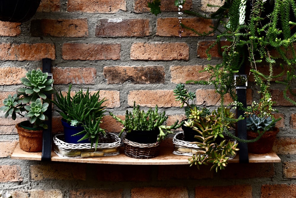 a bunch of plants that are on a shelf