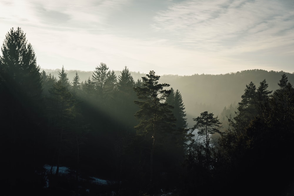 the sun is shining through the trees in the forest