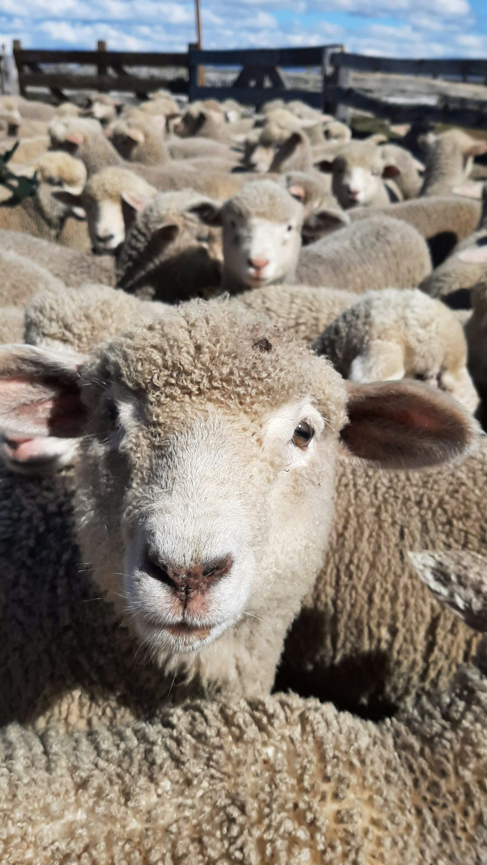 un gregge di pecore in piedi l'una accanto all'altra