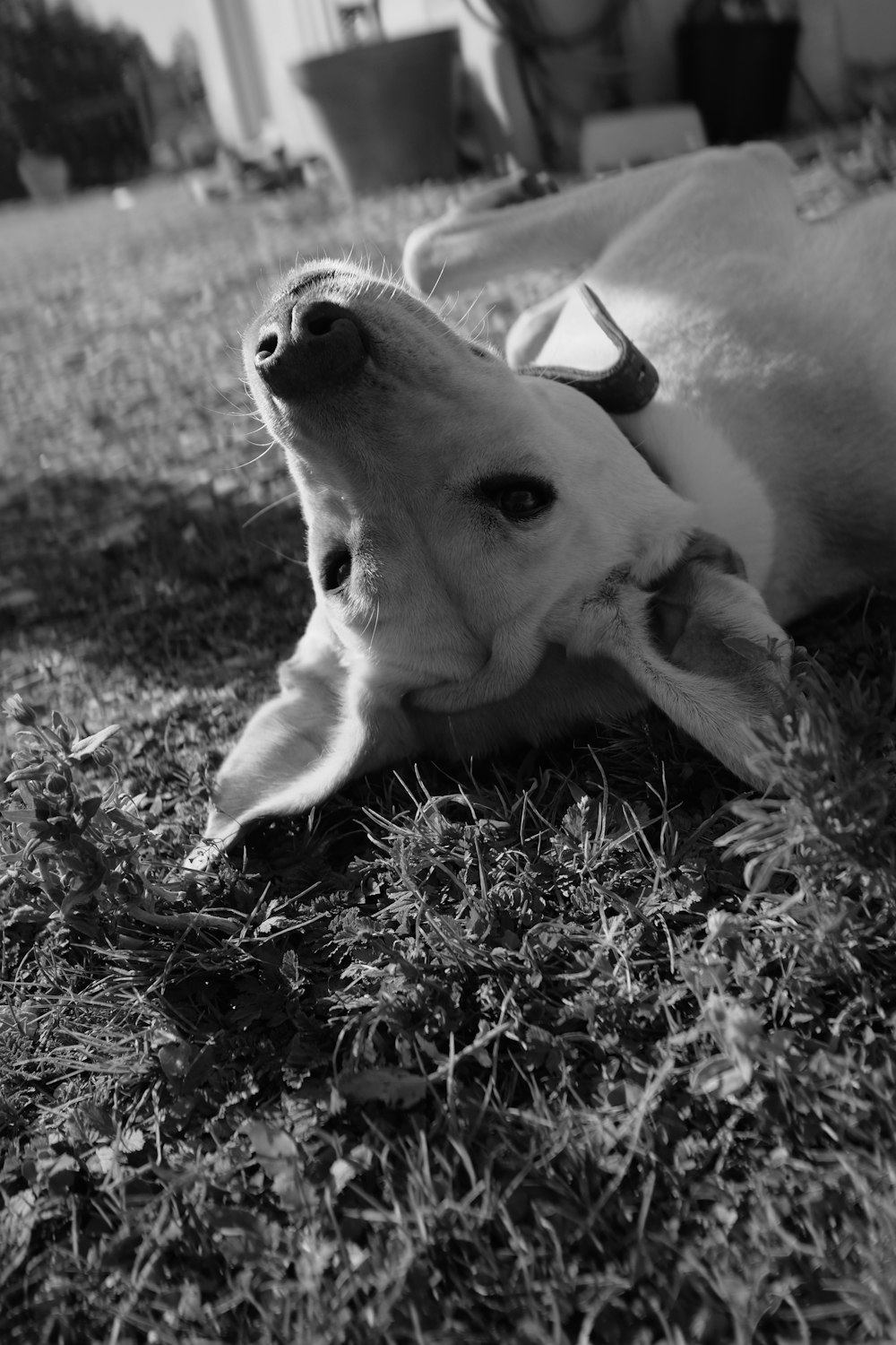 a dog laying on the ground in the grass