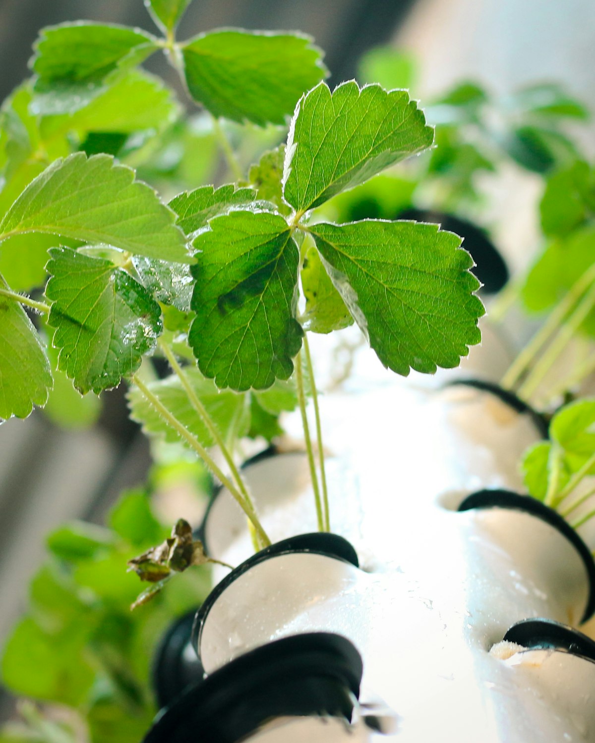 Leafy greens growing from net cups along a white hydroponic grow channel