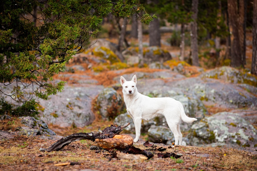 a white dog standing on top of a rocky hillside