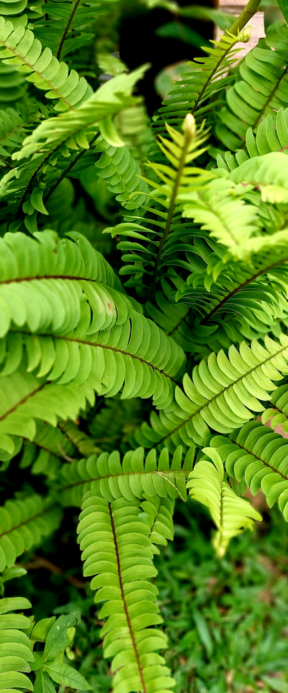 a close up of a green plant with lots of leaves