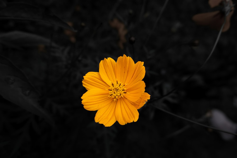 a yellow flower with a black background