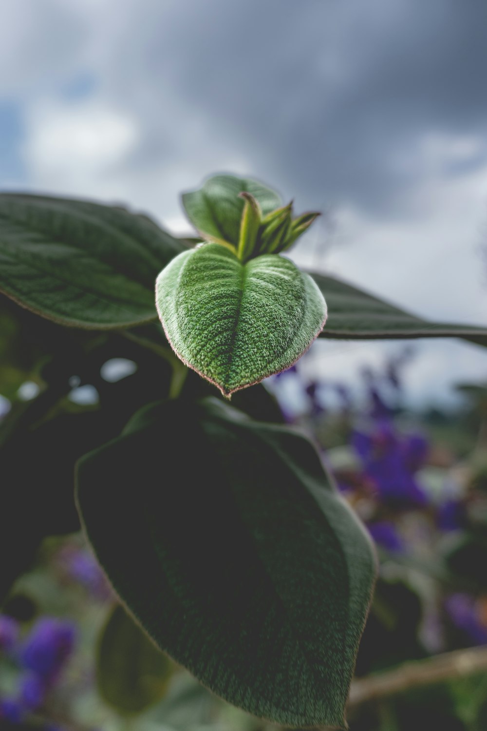 a close up of a green leaf on a plant