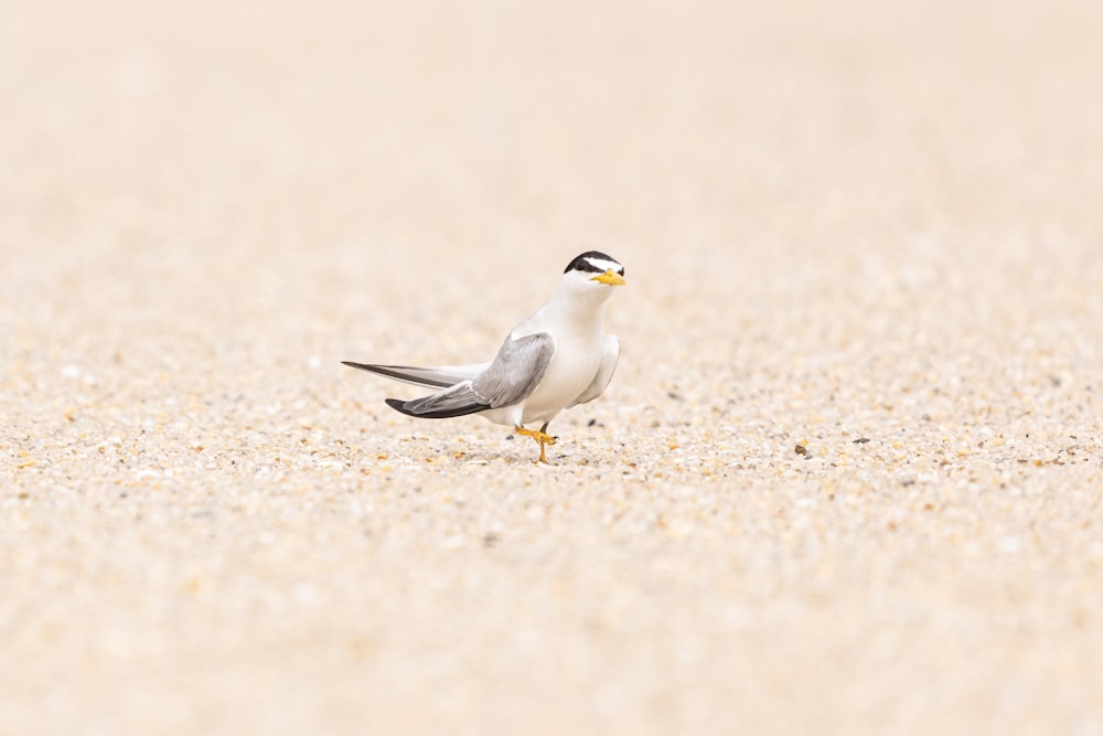 a small bird standing on a sandy beach