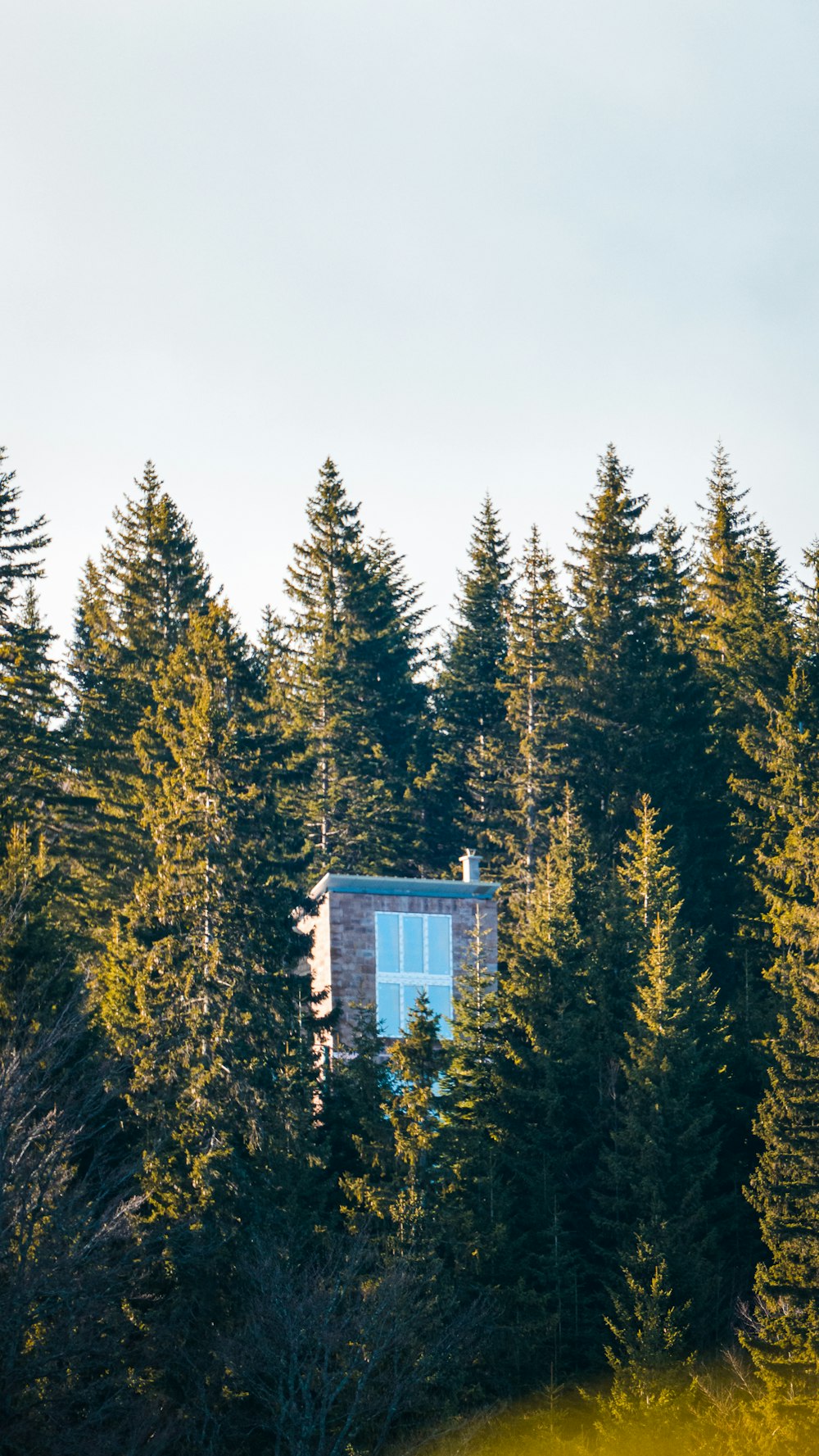 a cabin in the middle of a forest