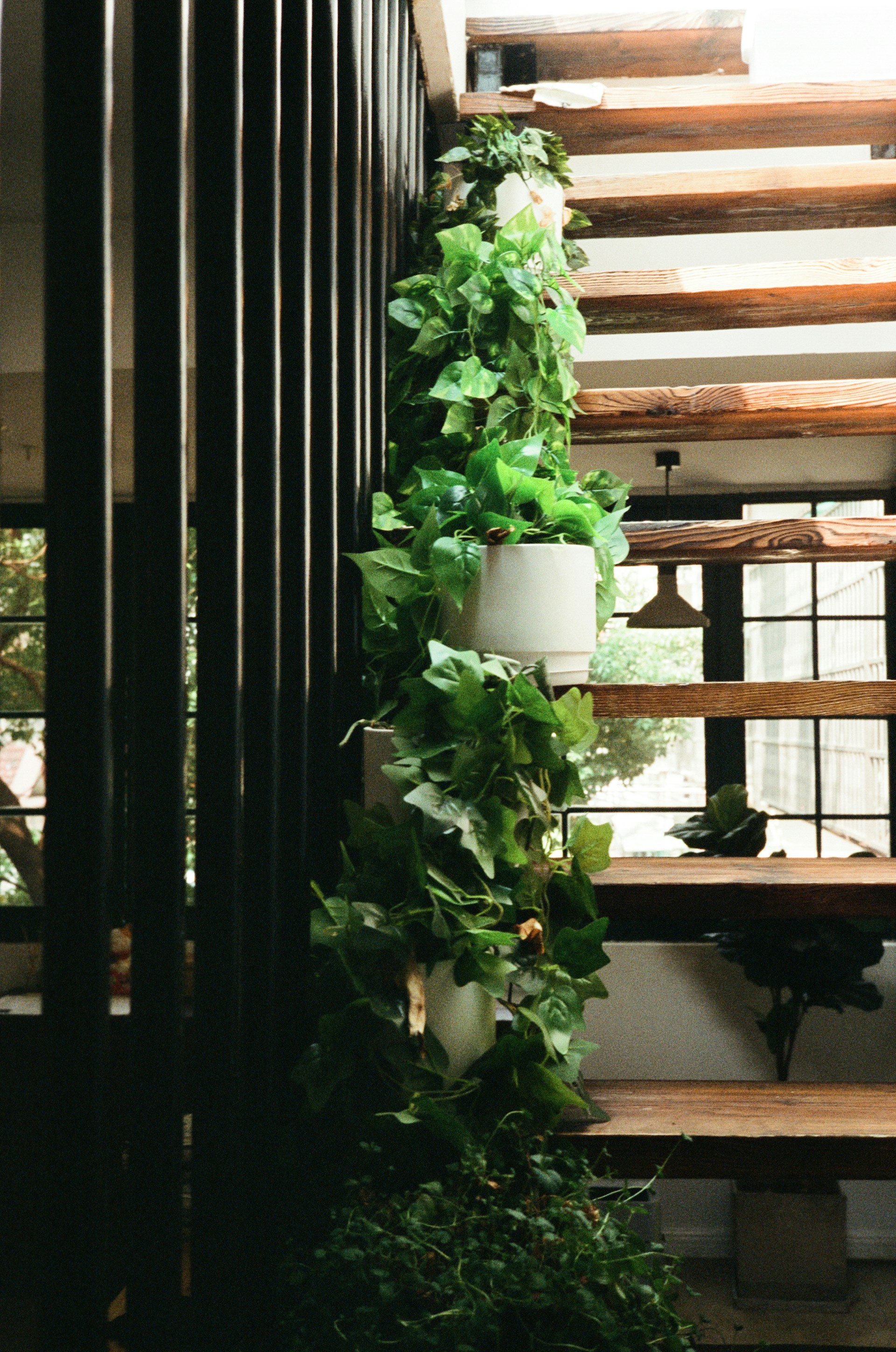 a plant is growing up the side of a stair case