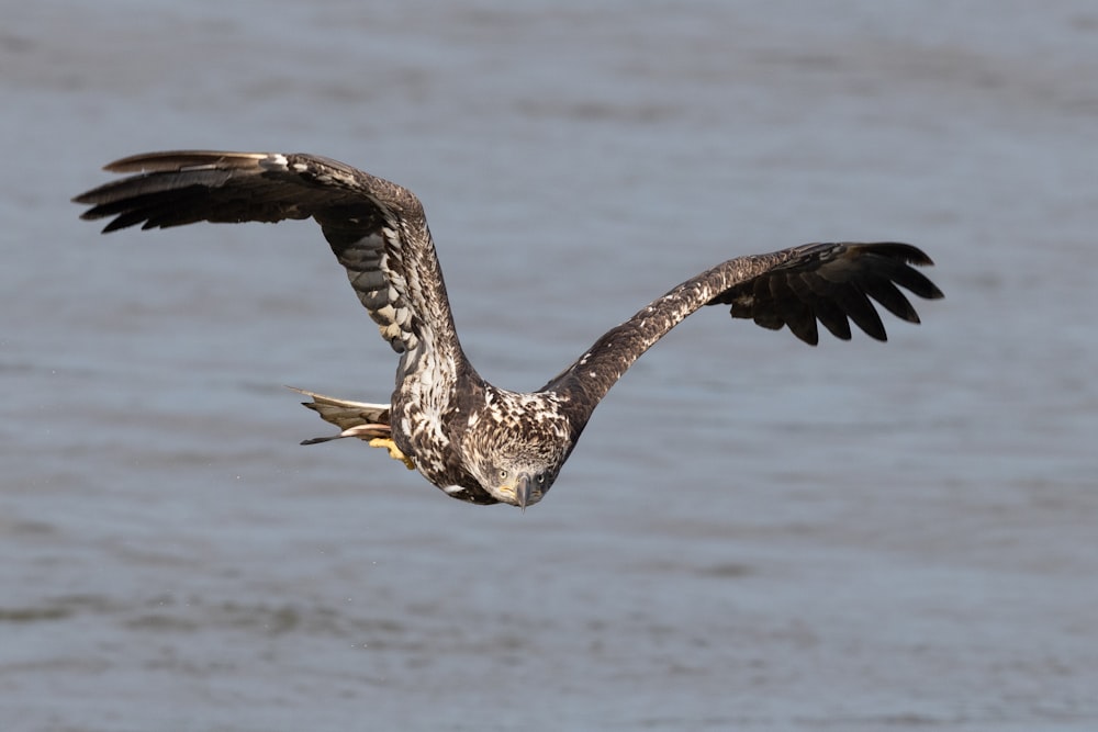 Un gran pájaro volando sobre un cuerpo de agua