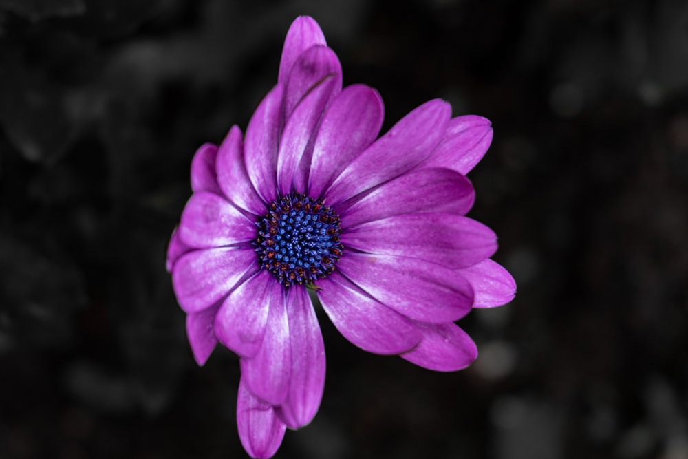 a purple flower with a black background