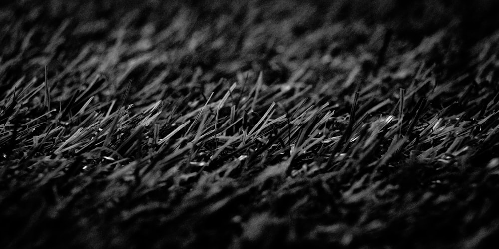 a black and white photo of some grass