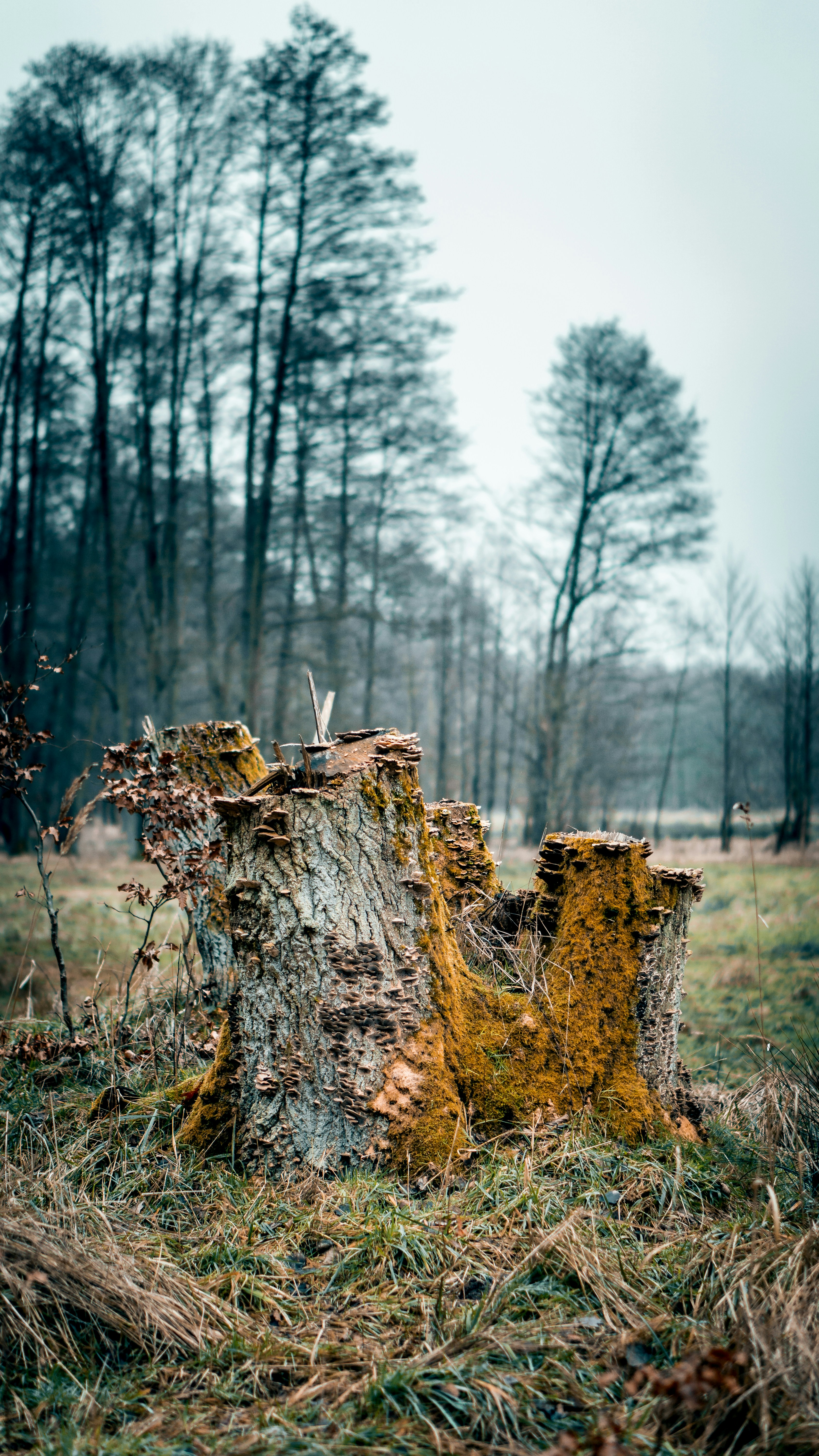 Photo by bielej