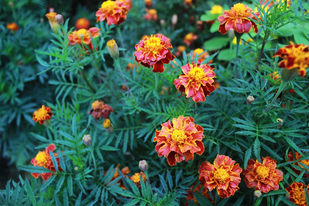 a bunch of flowers that are in the grass