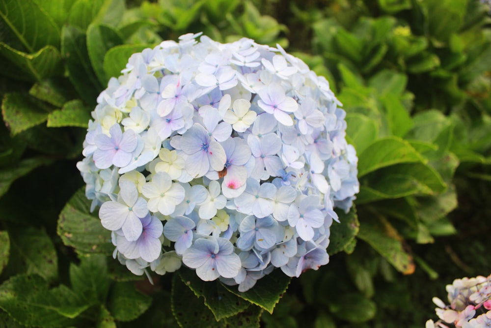 a close up of a blue and white flower