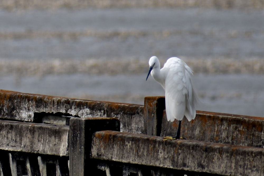 a white bird standing on a wooden rail