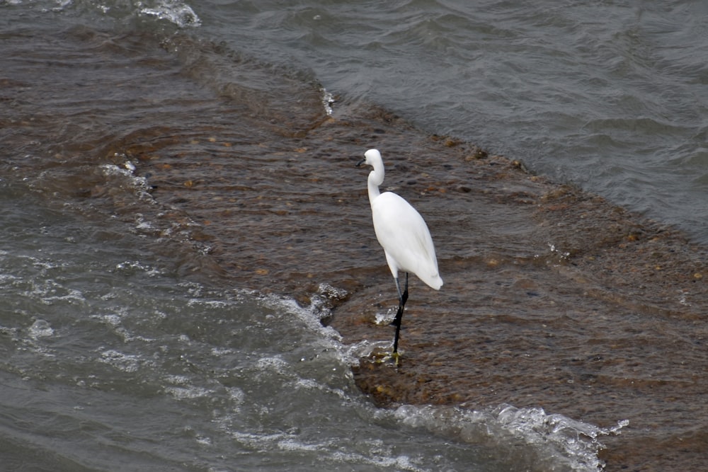 a white bird standing on a rock in the water