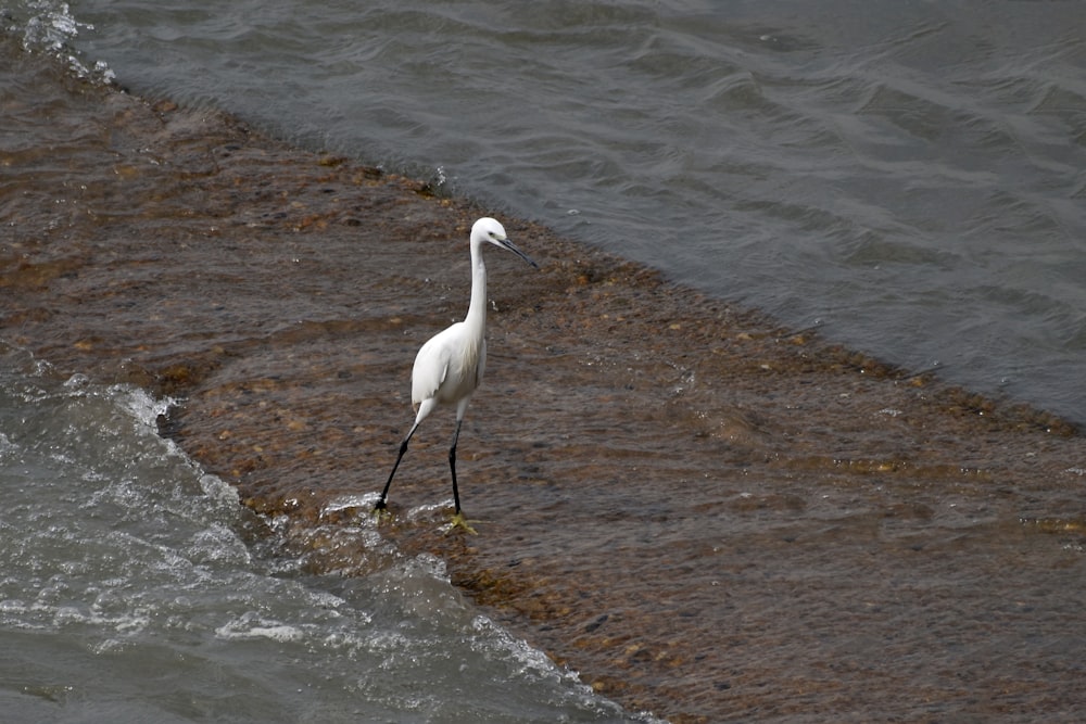 a white bird walking along the edge of a body of water