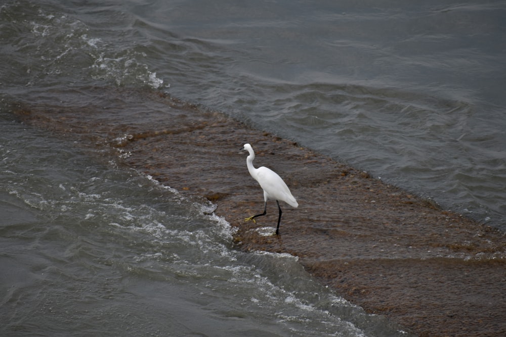 a white bird standing on the edge of the water