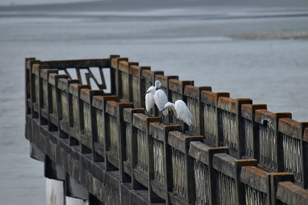three white birds sitting on the end of a pier