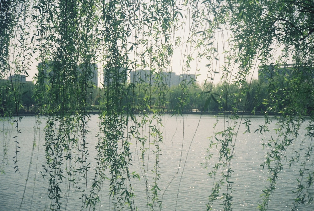 a body of water surrounded by lots of trees