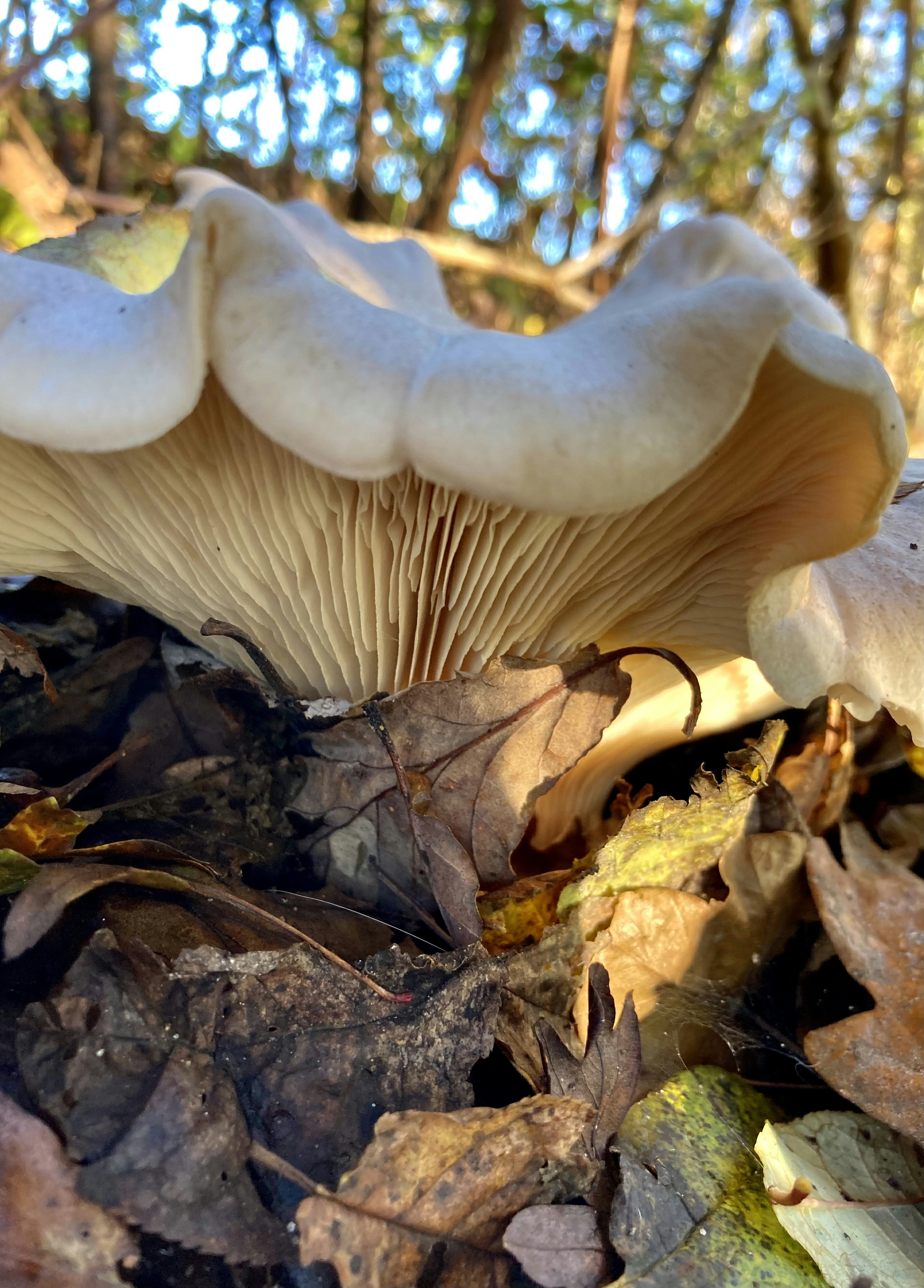 Photo by susannebroe